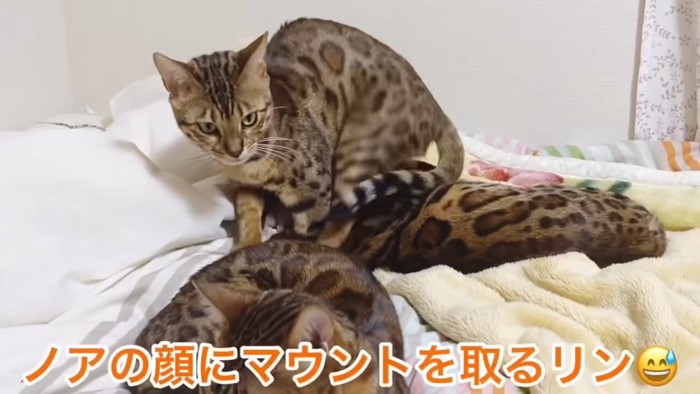 猫の顔の上に乗る猫