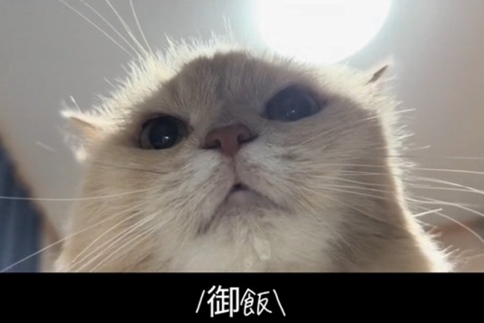 ドアップのミーにゃちゃん
