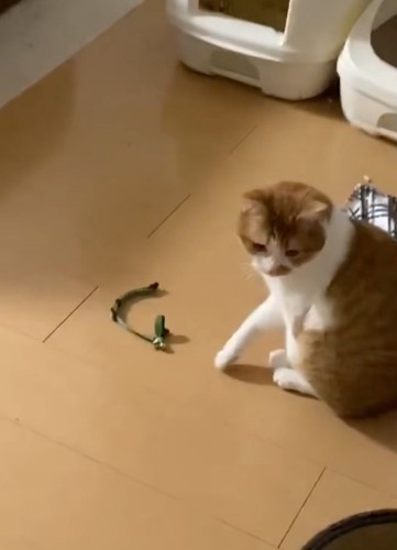 振り返る猫