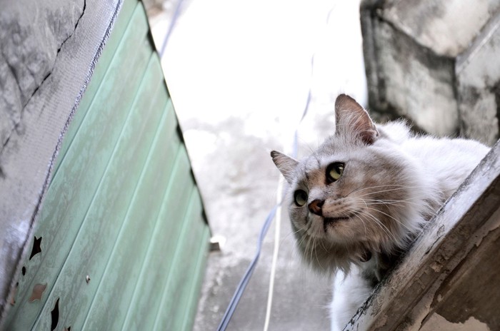 不安そうな猫