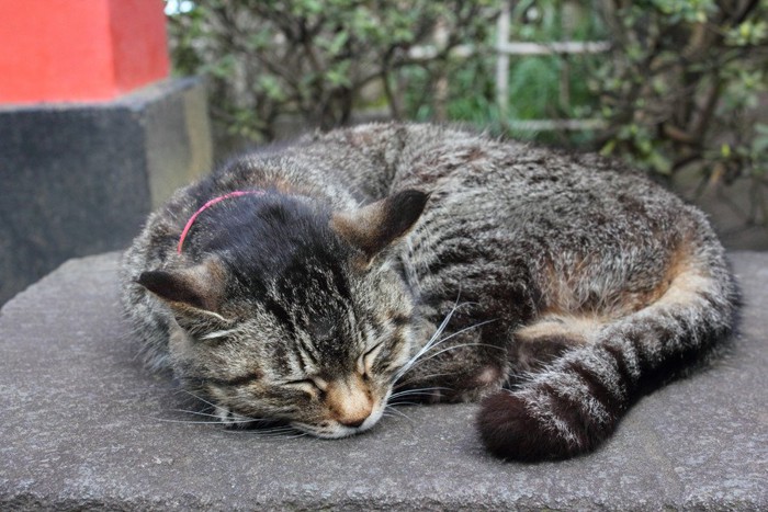 眠る猫