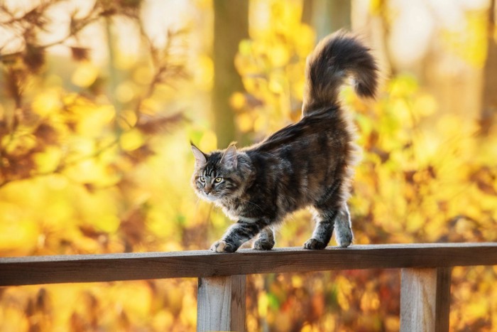 歩いている長毛猫