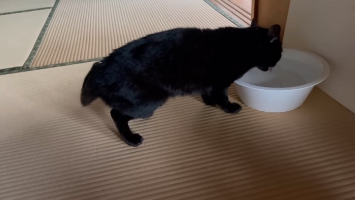 水を飲む猫