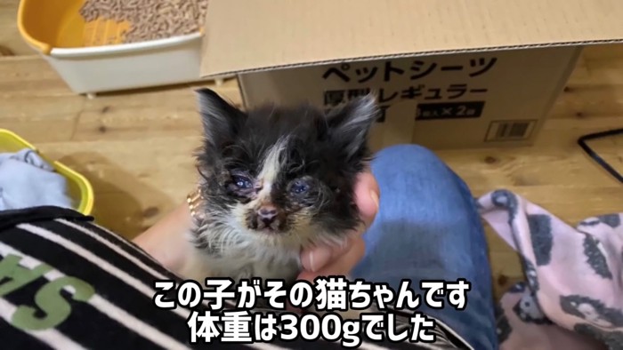 保護された子猫