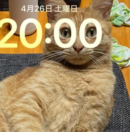 眼鏡をかけているみたいなゆたくん