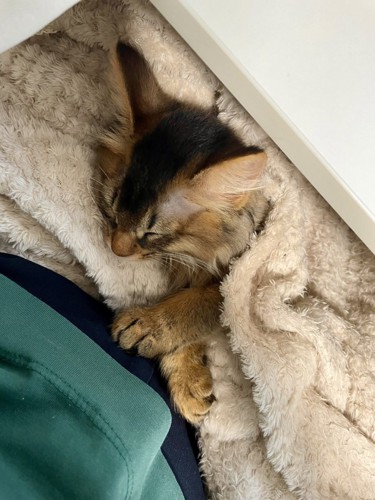 飼い主の膝の上で布に包まれて眠る猫