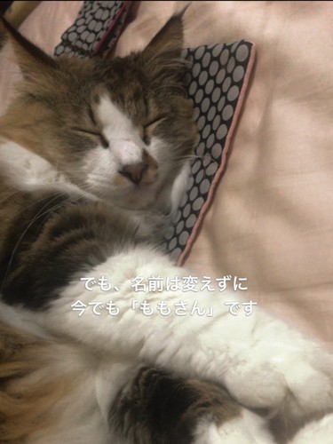 寝ている猫