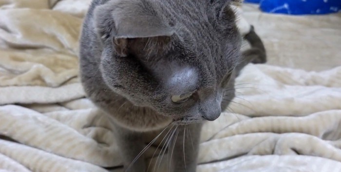 下を向く猫