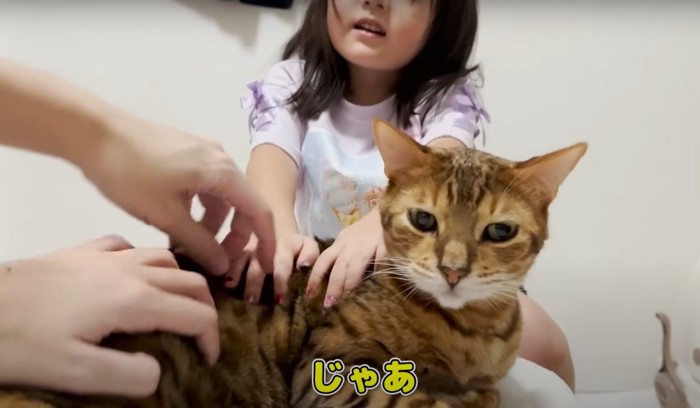 家族に体を触られている猫