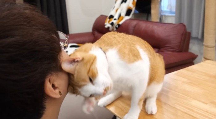 飼い主の顔に頭をすりつける猫