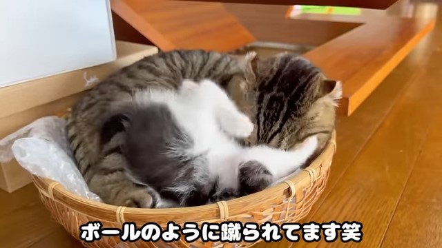 猫の頭を蹴る子猫