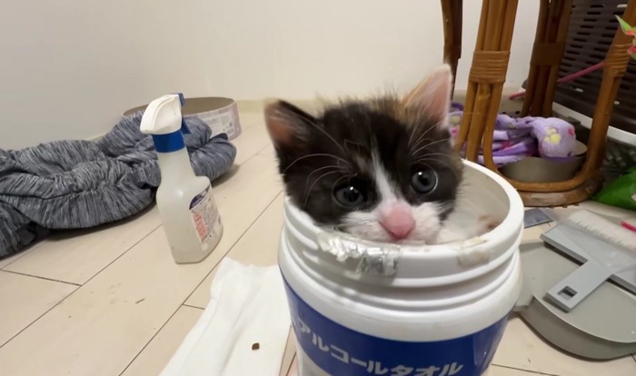 アルコールタオルの空き容器の中に入った子猫