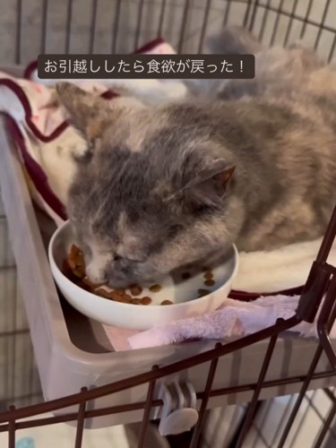 ごはんを食べる猫