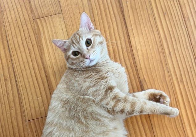 室内にいる猫