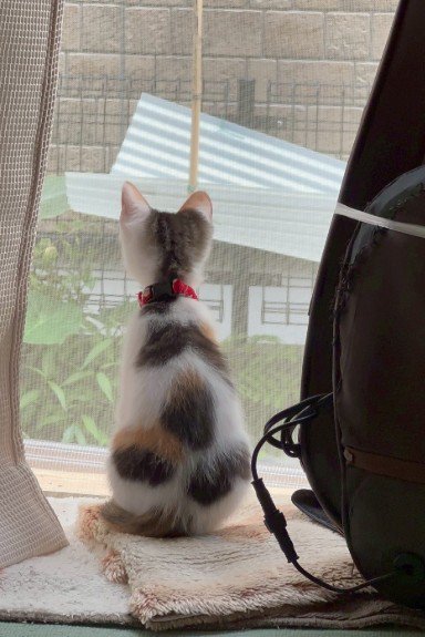 窓辺に座る猫の後ろ姿