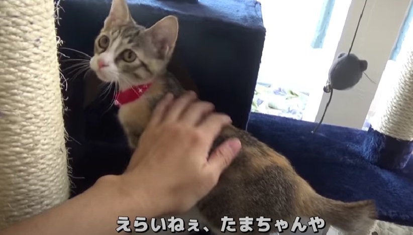 子猫を褒める飼い主さん