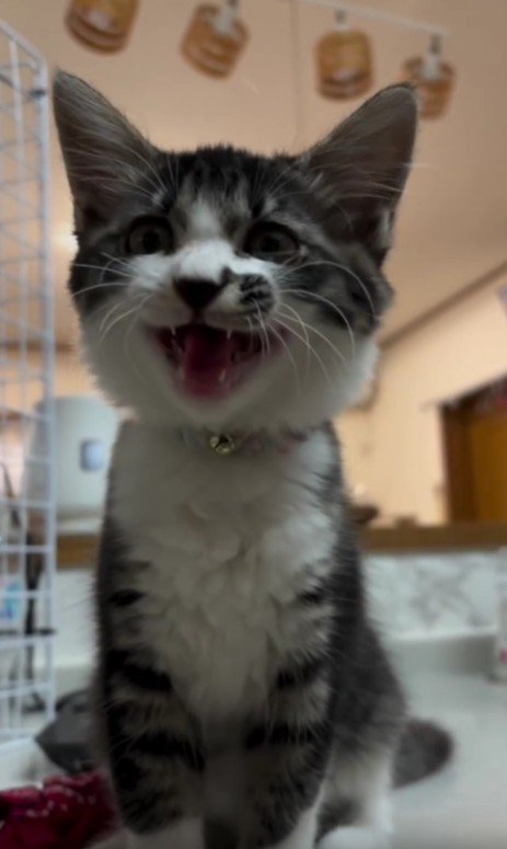 鳴いている子猫