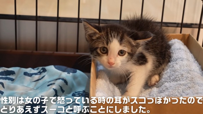 箱の中にいる子猫