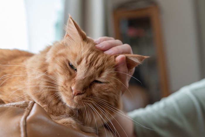 頭をなでられる猫