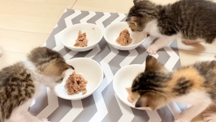 離乳食のにおいを嗅ぐ子猫たち