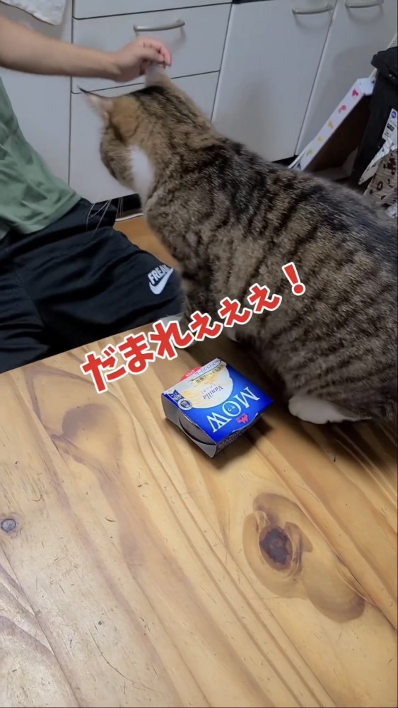 テーブルに乗る猫