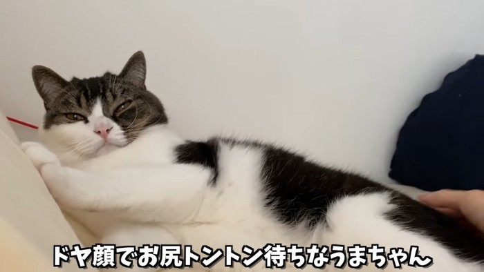 寝そべる立ち耳の猫