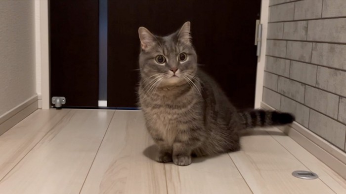 不安そうな猫