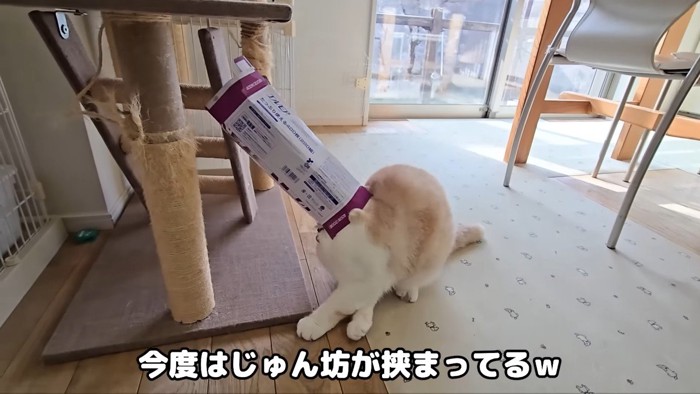 今度はじゅん坊が