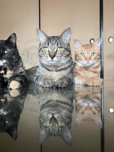 机でくつろぐ3匹の猫