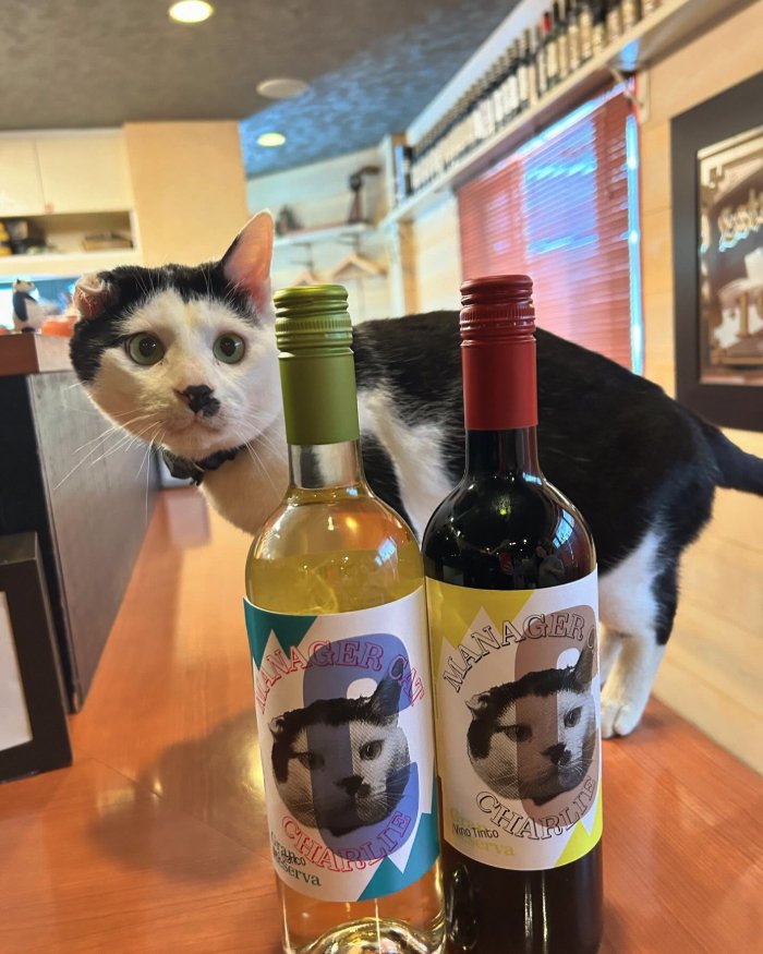 ワインボトルの後ろにいる猫