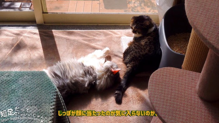 寝ている猫と座る猫