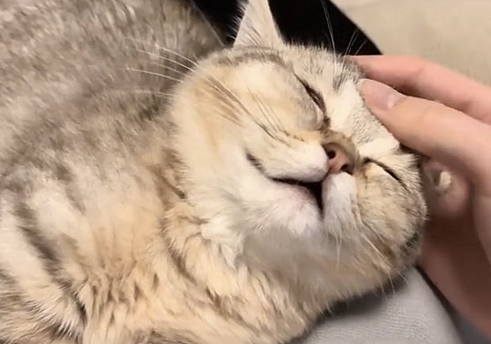 撫でられている猫の写真3