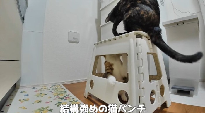 パンチする猫