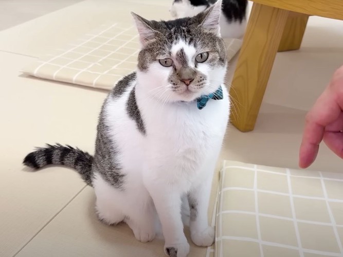 座っている猫