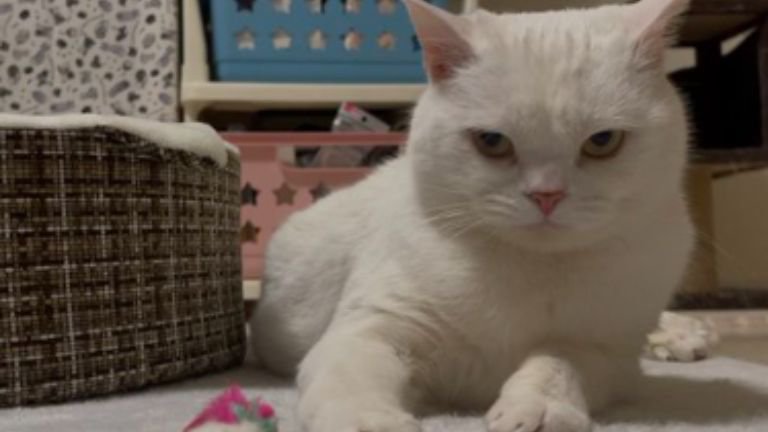 室内にいる猫: