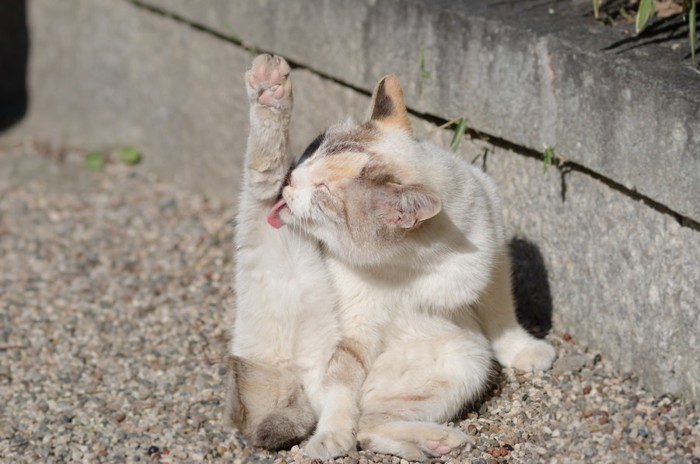 心地よさそうに毛繕いする猫