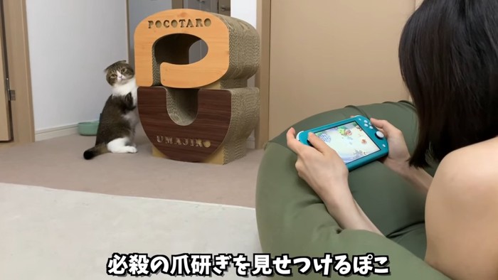 爪とぎをする猫