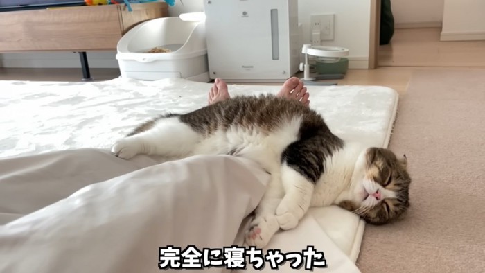 寝てる猫