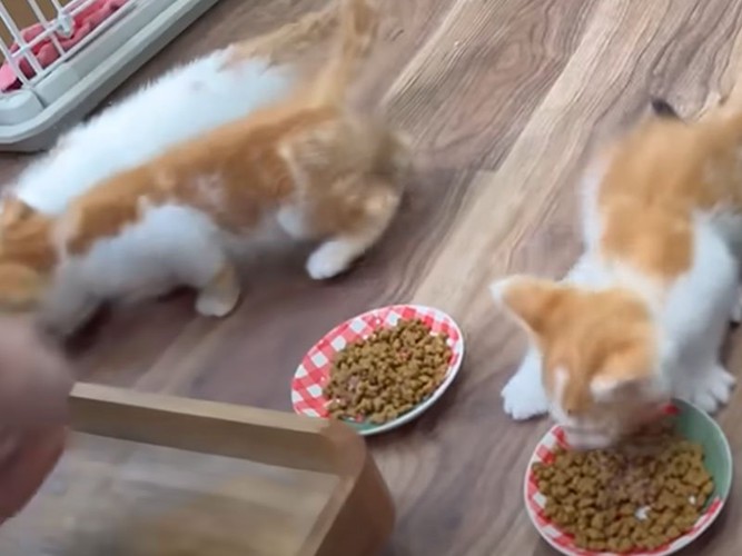 ご飯を食べる子猫