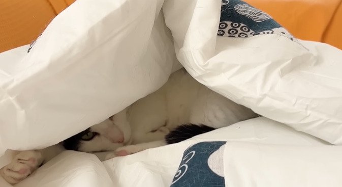 布団にもぐる猫