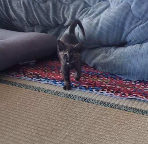 飼い主のほうに歩いてくる子猫