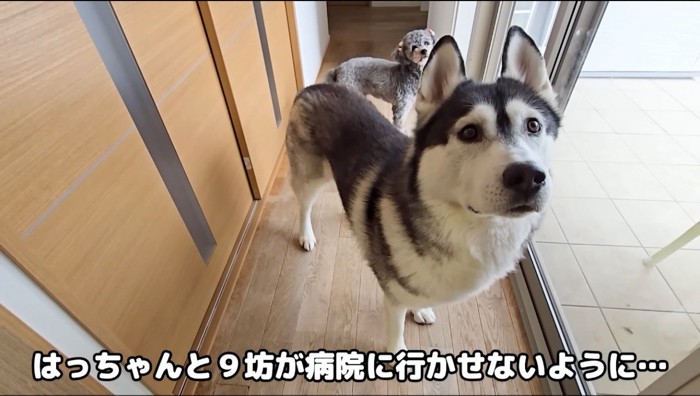 自分の体で通路を塞ぐ2頭の犬