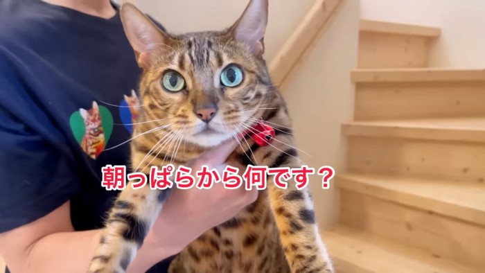 抱っこされる猫