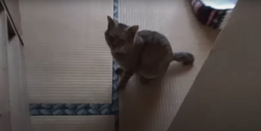 座る猫