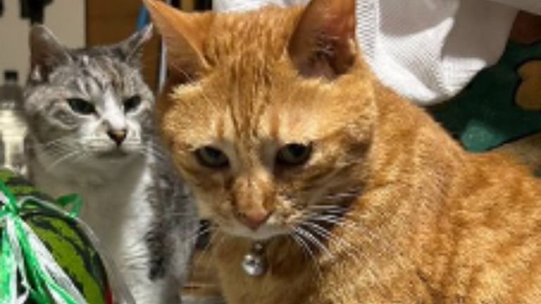 室内にいる猫