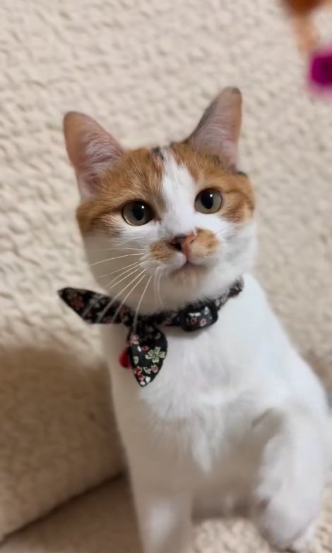 カメラ目線の猫