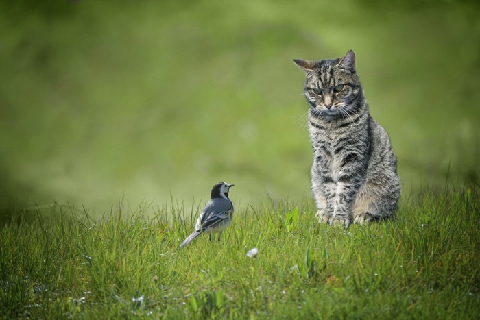 鳥を見る猫