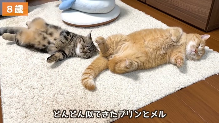 ラグの上で眠るマンチカンと子猫