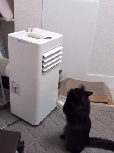 前足を高く上げる猫