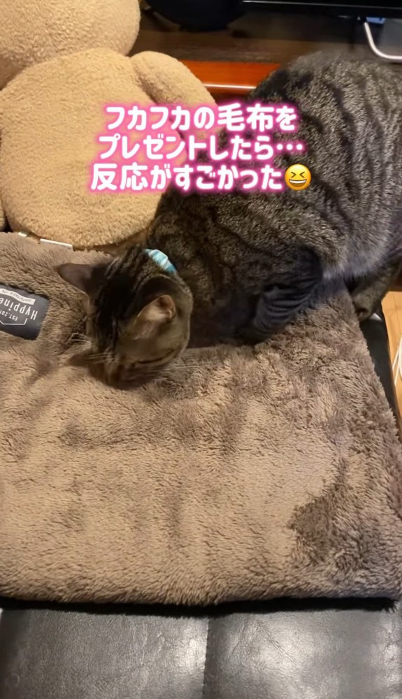 毛布のにおいを嗅ぐ猫2